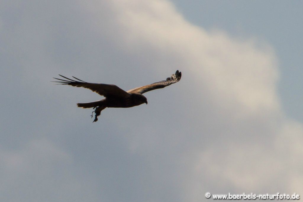 Rohrweihe hat ein Nest geräubert ( Im Gegenlicht sieht man ein Kücken )