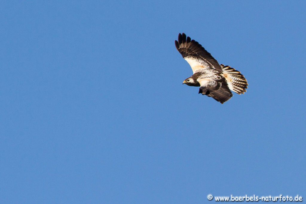 Mäusebussard