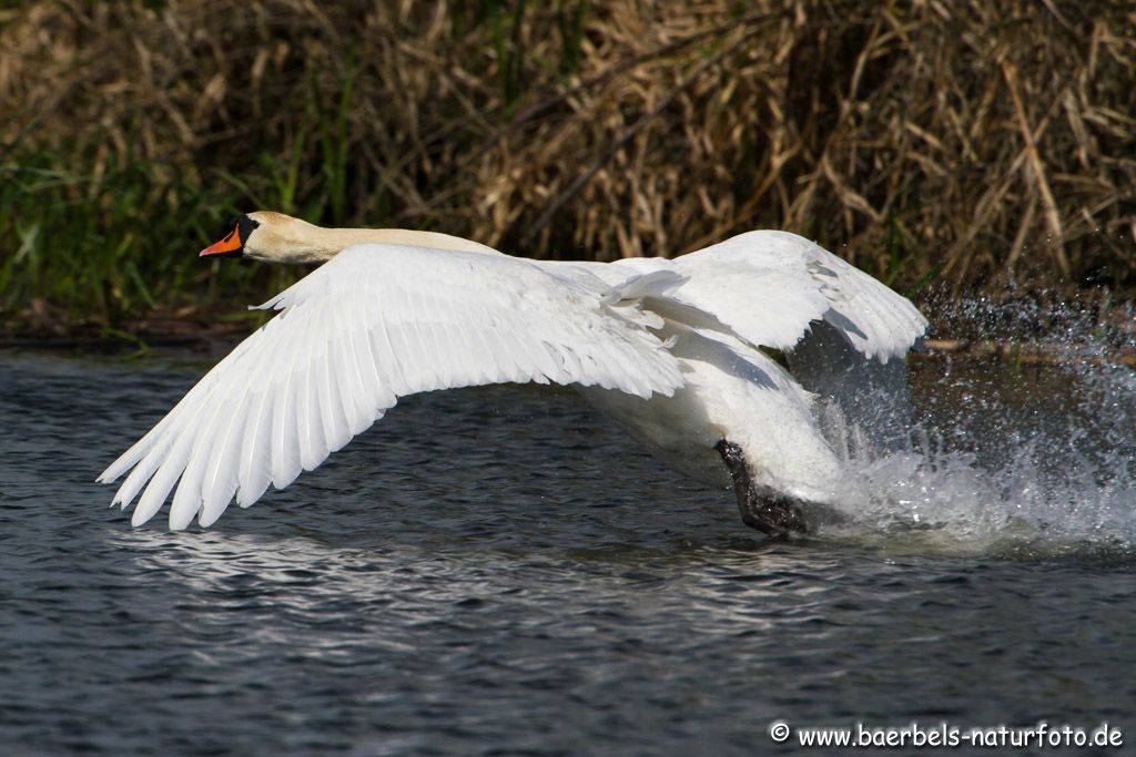 Höckerschwan