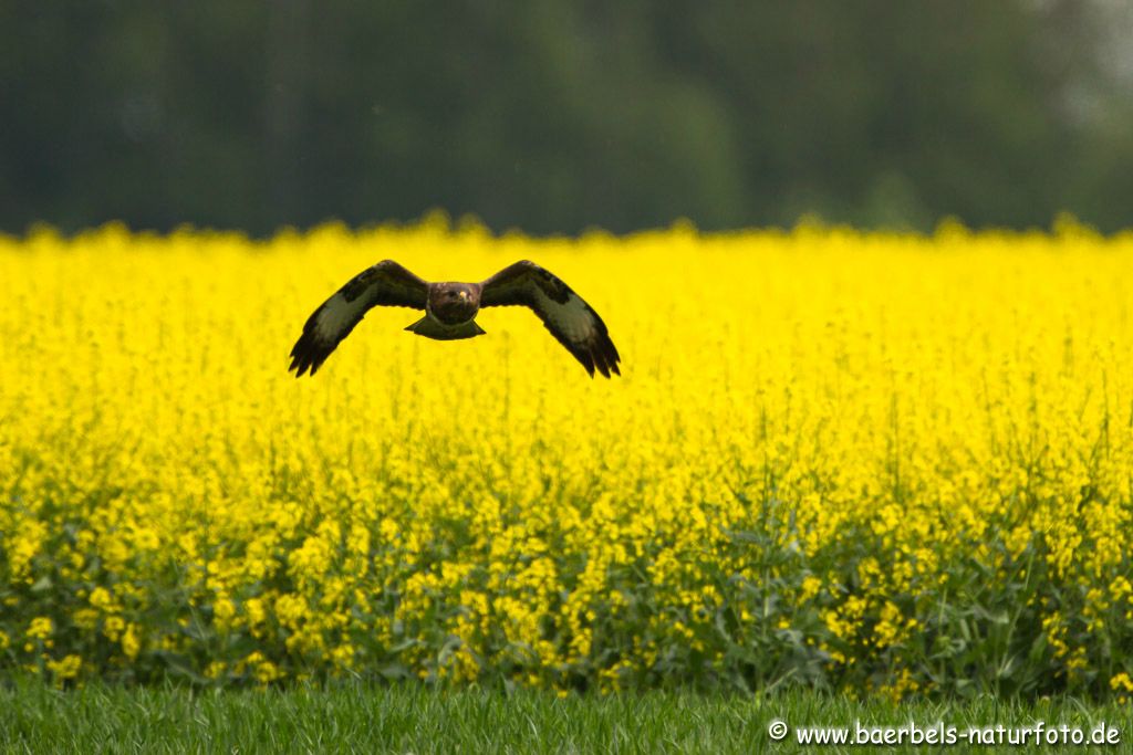 Mäusebussard