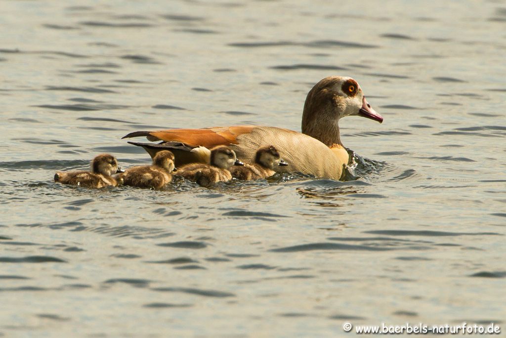 Nilgans mit Nachwuchs