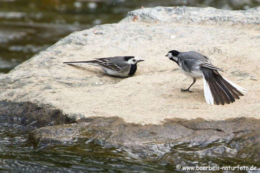 Bachstelzen bei der Brautwerbung auf einem Stein mitten im Wasser