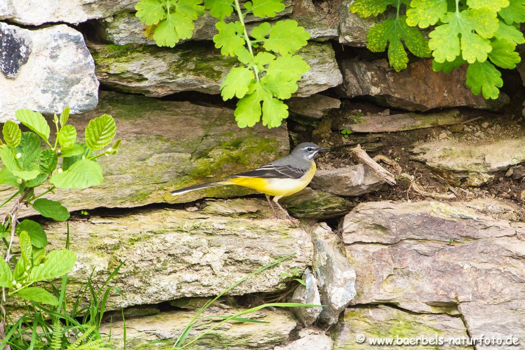 In diesen Steinen sitzt die Henne der Gebirgsstelze auf dem Nest