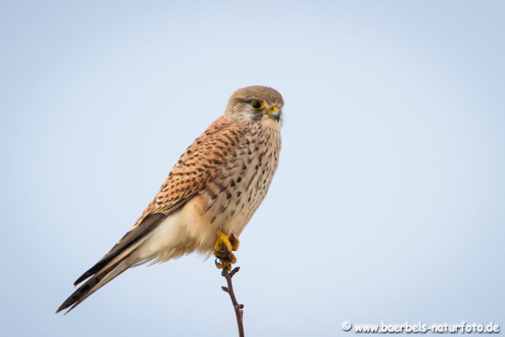 Männl. Turmfalke