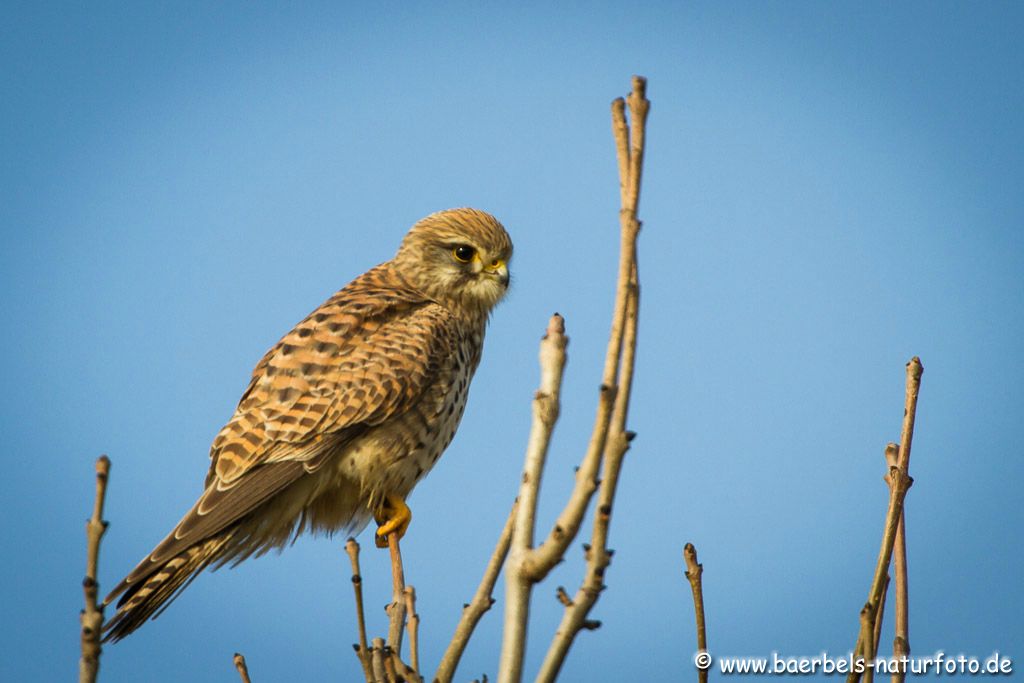 Weibl. Turmfalke