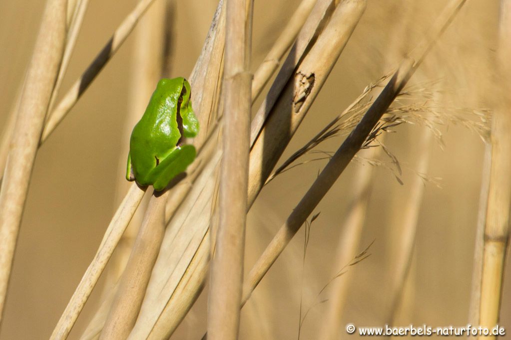 Ein Laubfrosch in einiger Entfernung im Schilf