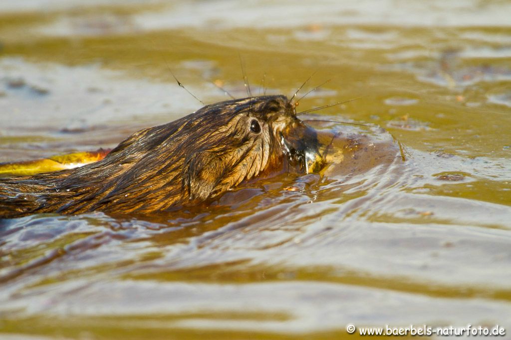 Hier werden Zweige fürs Nest gesammelt