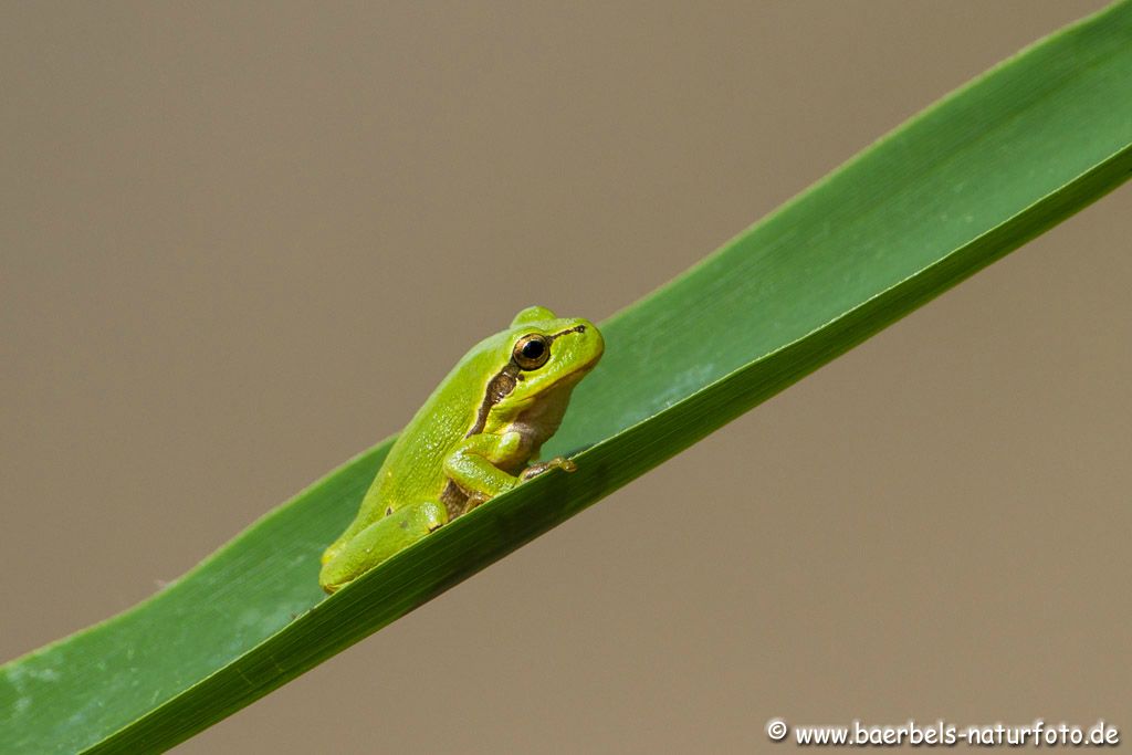 Das ist noch ein ganz kleiner  Laubfrosch