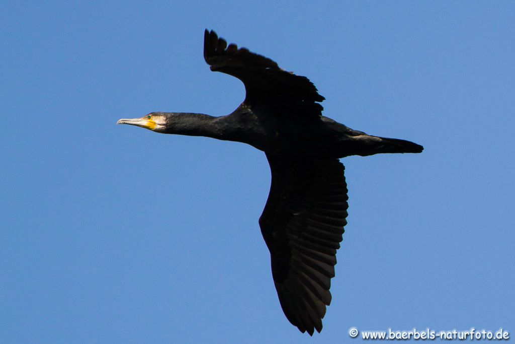 Kormoran