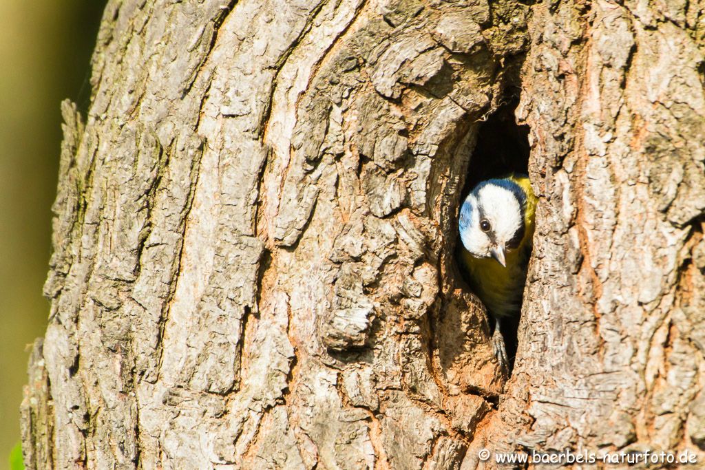 Blaumeise an der Nisthöhle