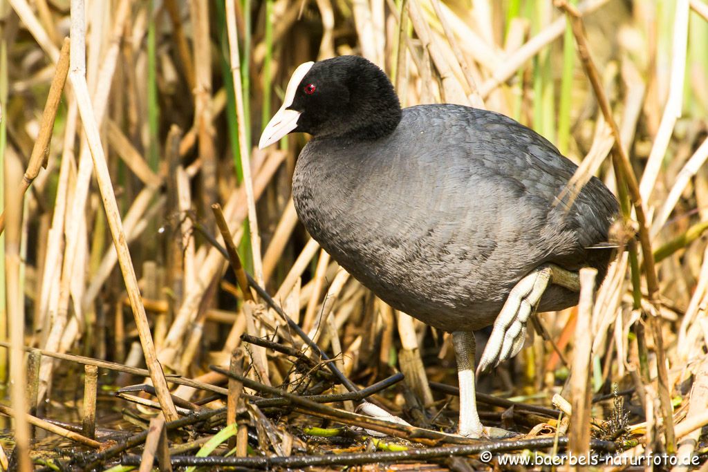 Blässhuhn auf dem Nest