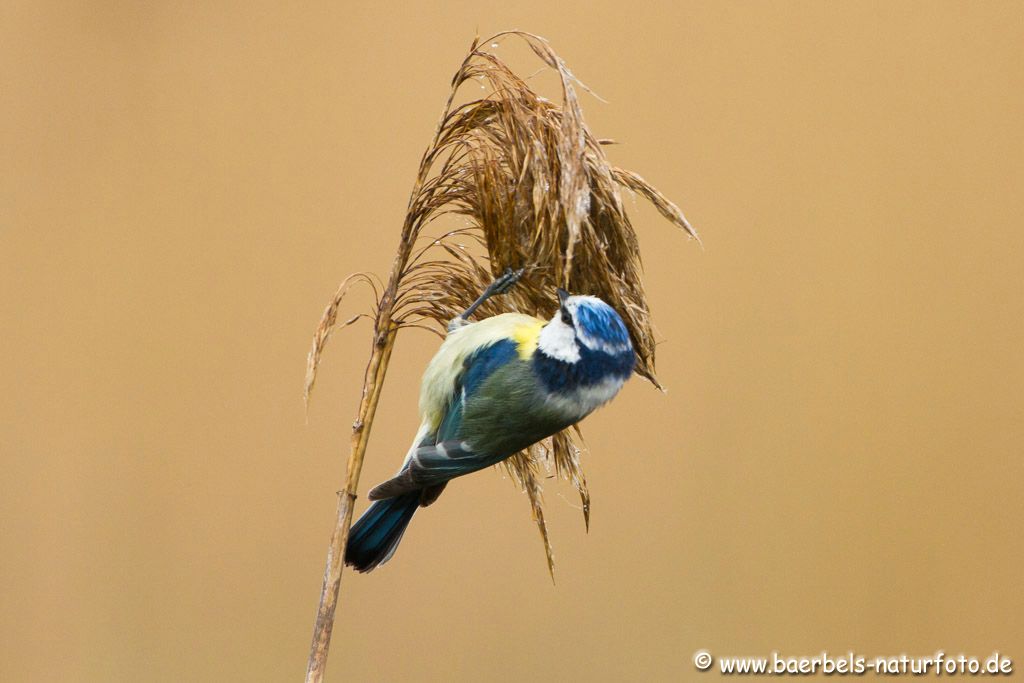 Im Morgenlicht, Blaumeise