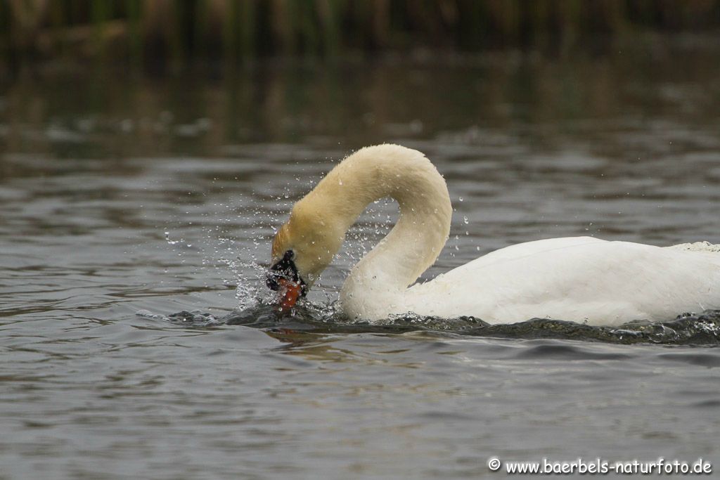 Ein Schwan bespritzt sich mit Wasser