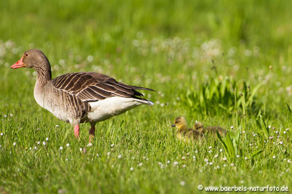 Gänsefamilie an Land