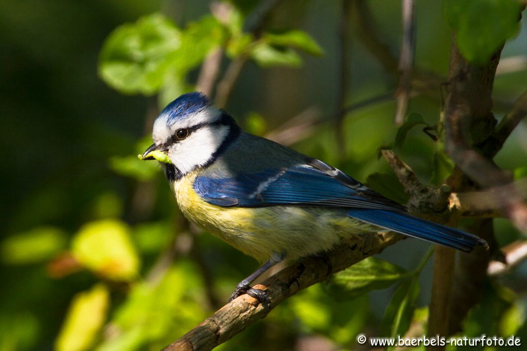 Blaumeise sammelt weiter fleißig Raupen