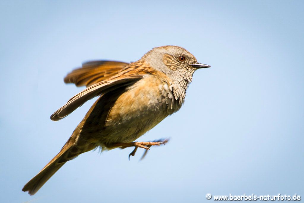 Heckenbraunelle im Anflug