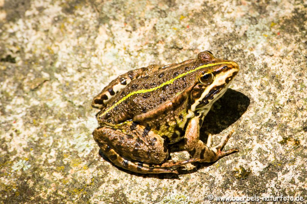 Seefrosch (gehört zu den Grünfröschen )