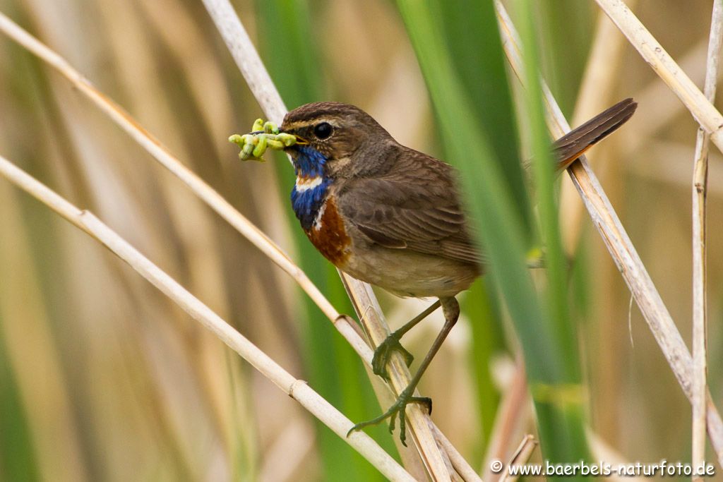 Im Schilgürtel füttert das Blaukehlchen