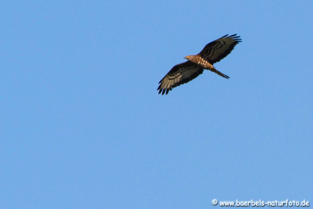 Der Wespenbussard ist eingetroffen