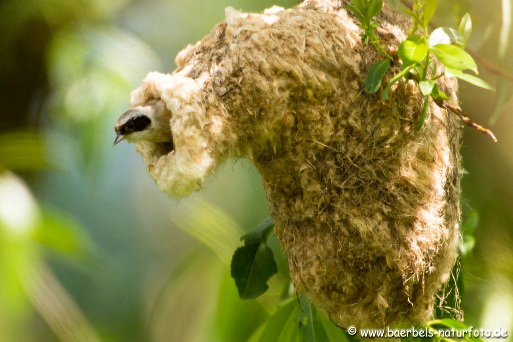 Dazu hängt das Nest über einem Schilfgürtel