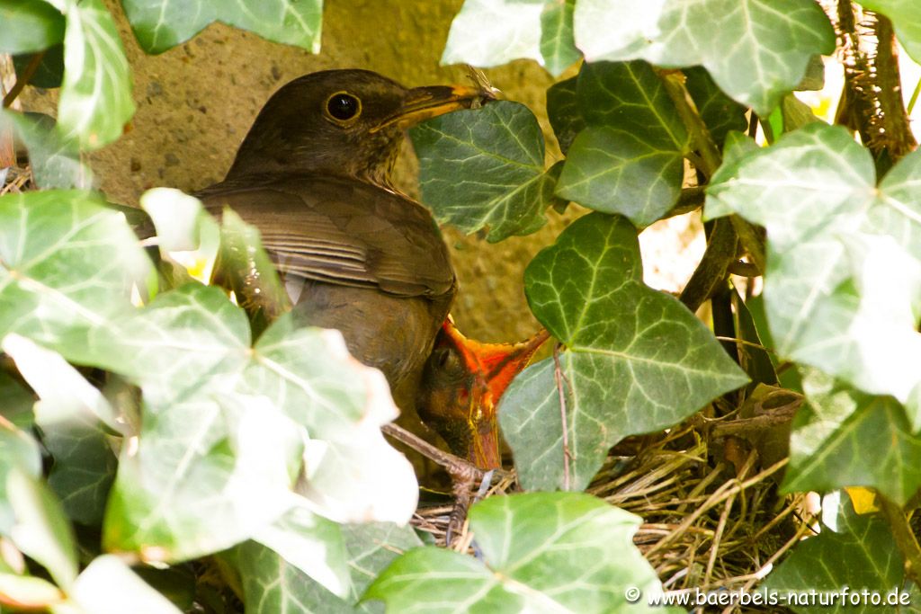 An einer mit Efeu bewachsenen Mauer hat ein Amselpaar das Nest mit 2 Jungen zu versorgen