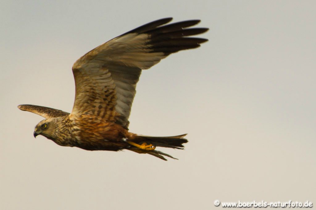 Fliegende Rohrweihe