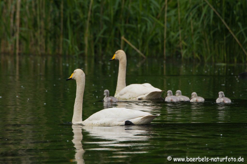 Ganz in Familie