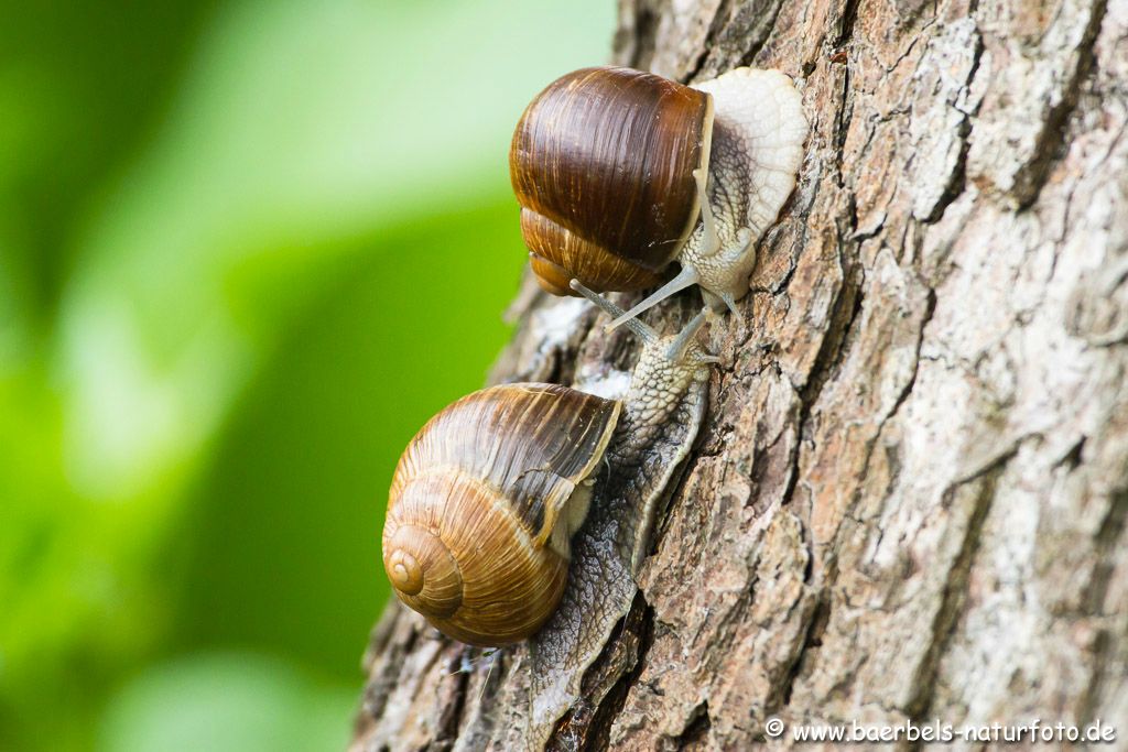 Weinbergschnecken treffen sich