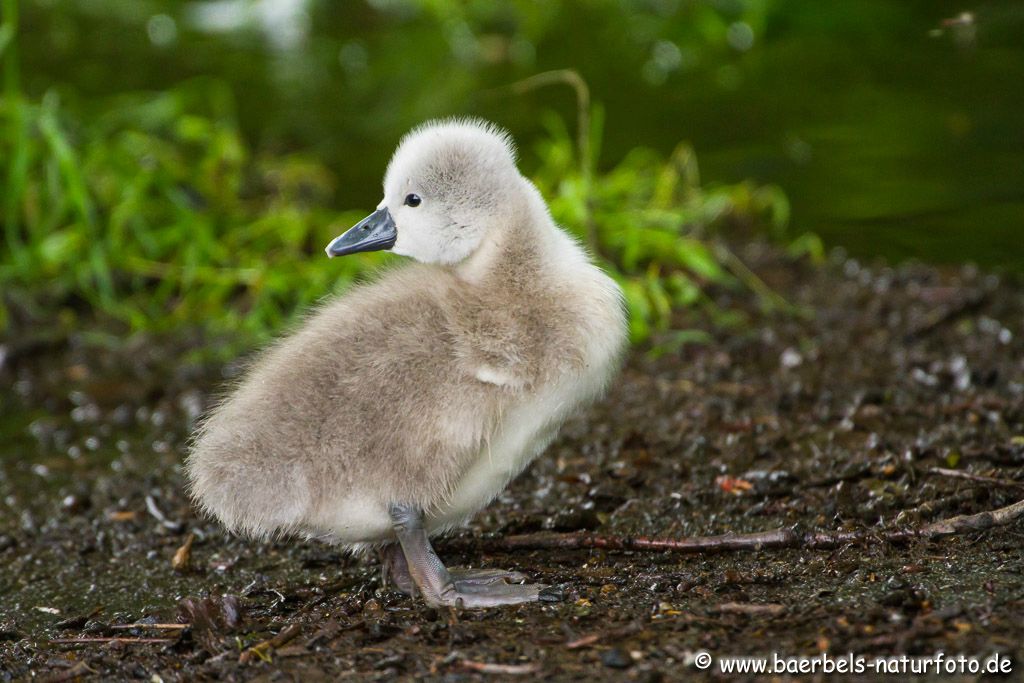 Kleiner Höckerschwan