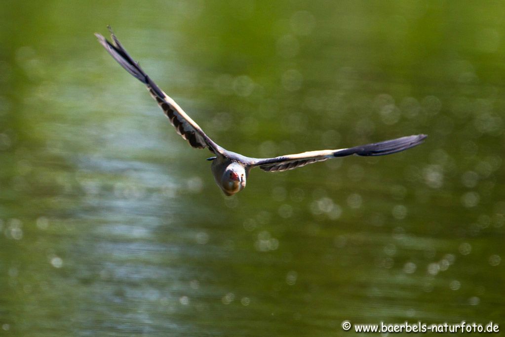 Zwerdommel im Anflug