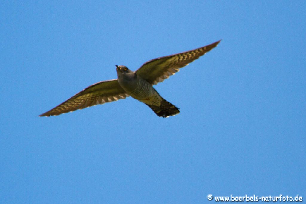 Kuckuck im Anflug