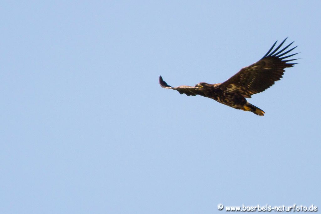 Junger Seeadler