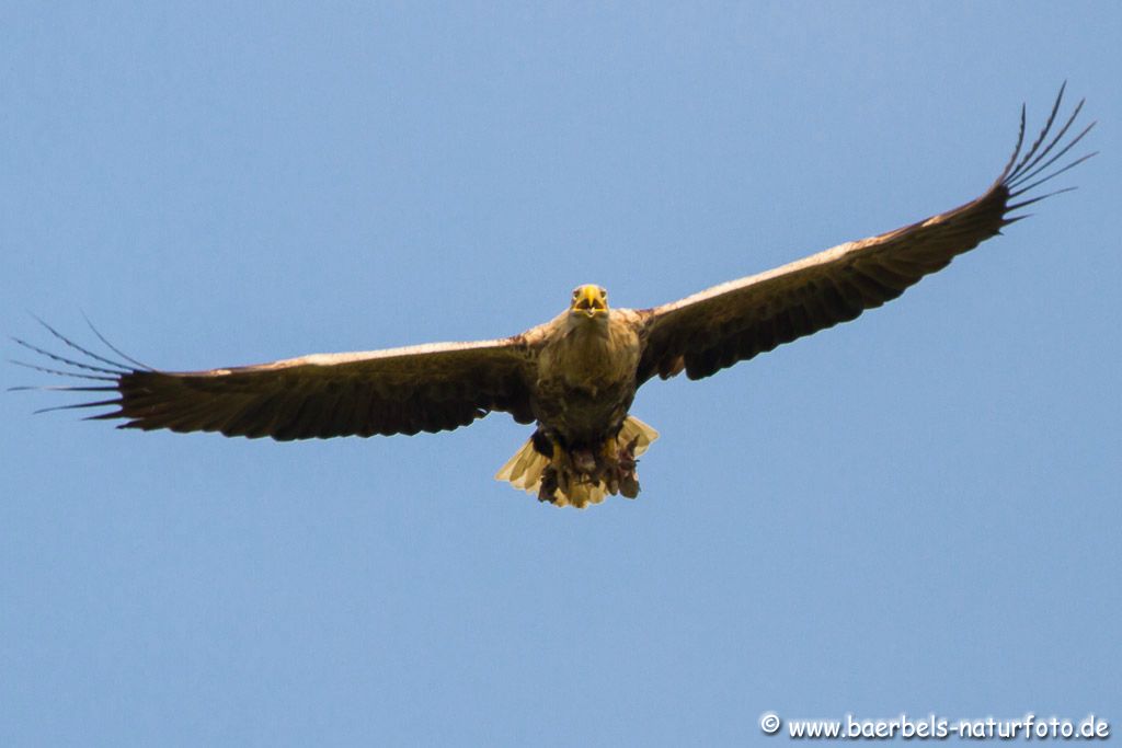 Seeadler mit Beute