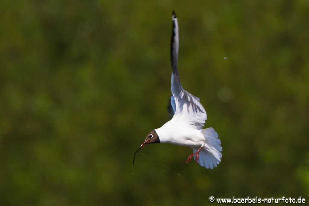 Lachmöwe baut Nest