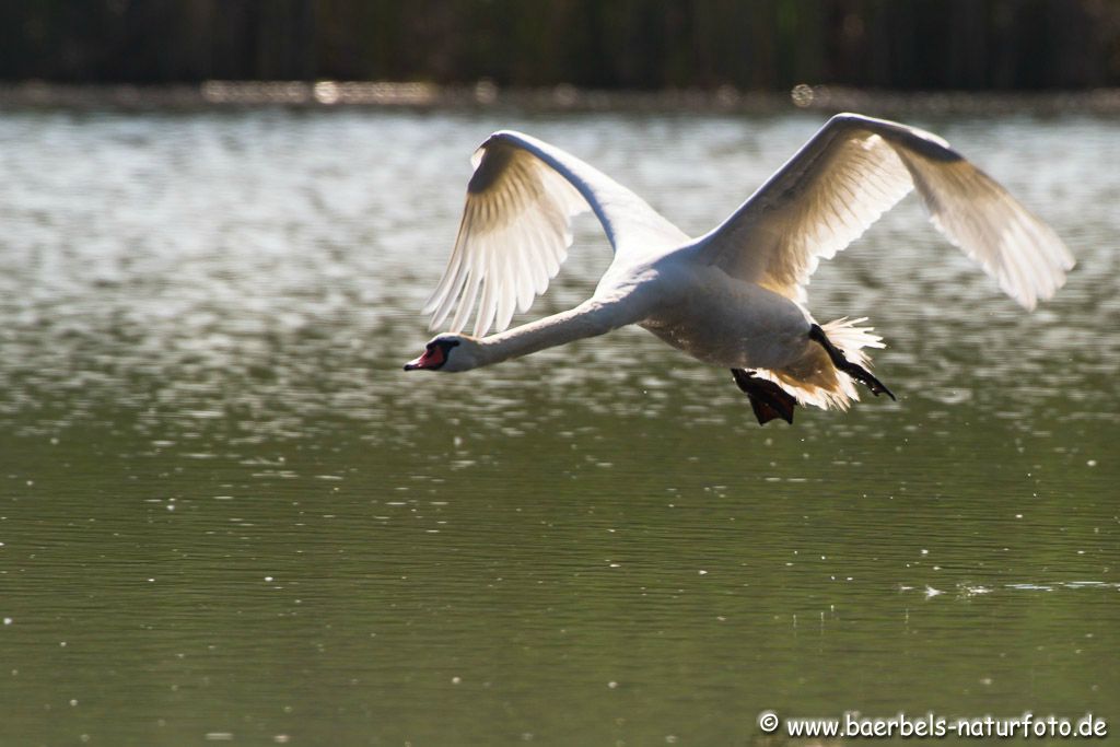 Höckerschwan