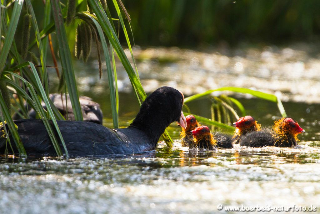 Blässhuhnfamilie