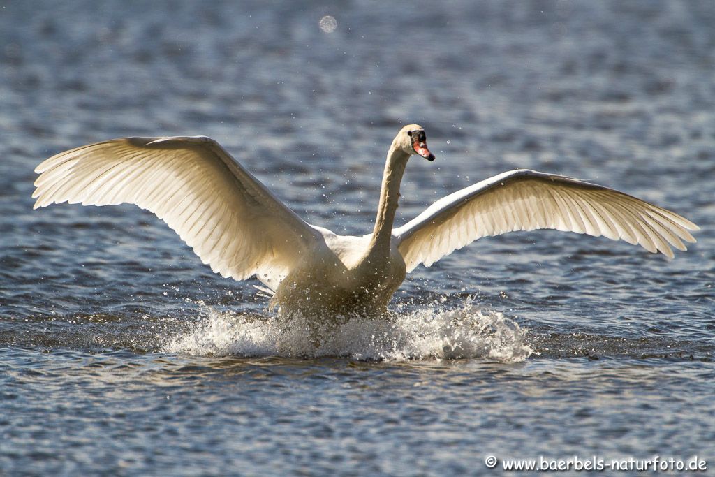 Höckerschwan