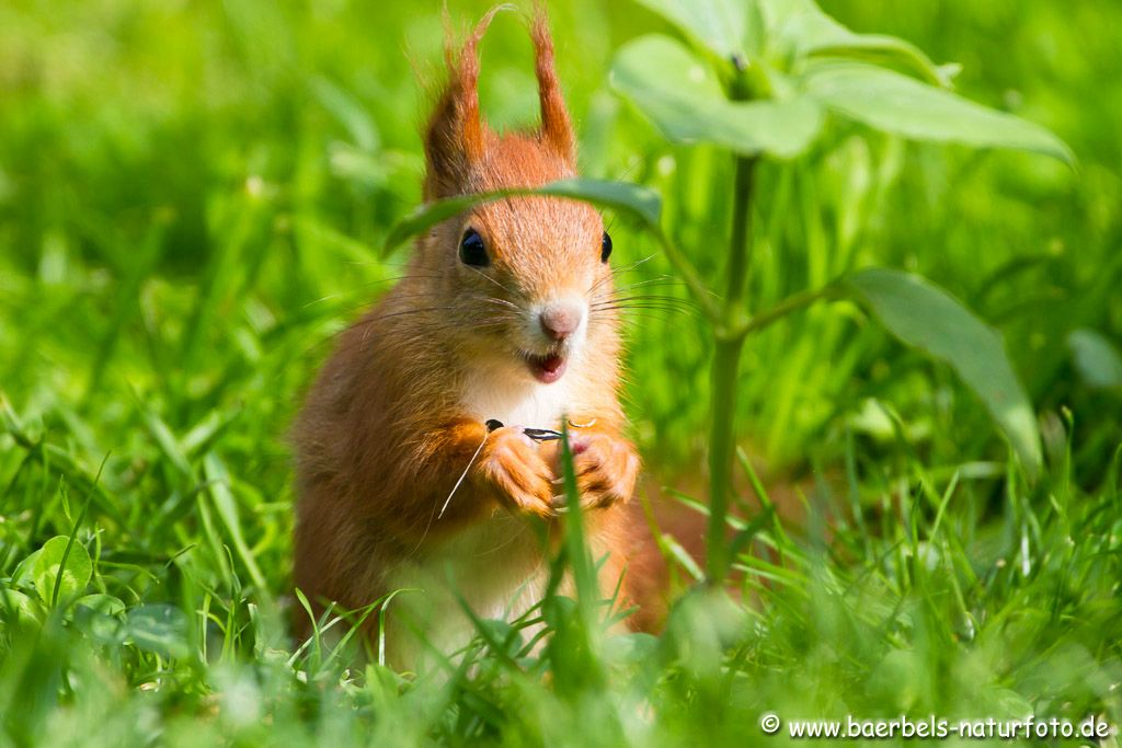 Ein Eichhörnchen dachte ich sehe es nicht