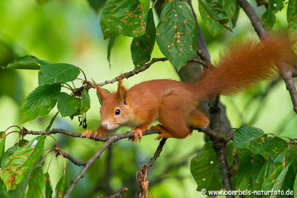 Eichhörnchen