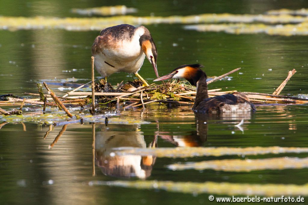 2 Eier im Nest