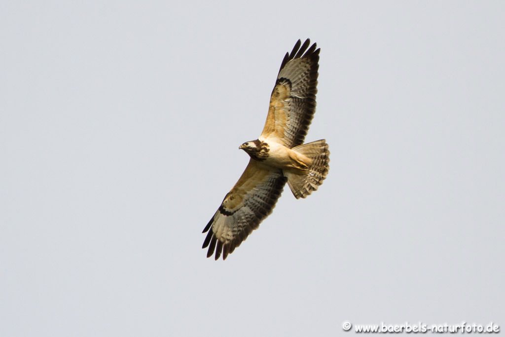 Mäusebussard