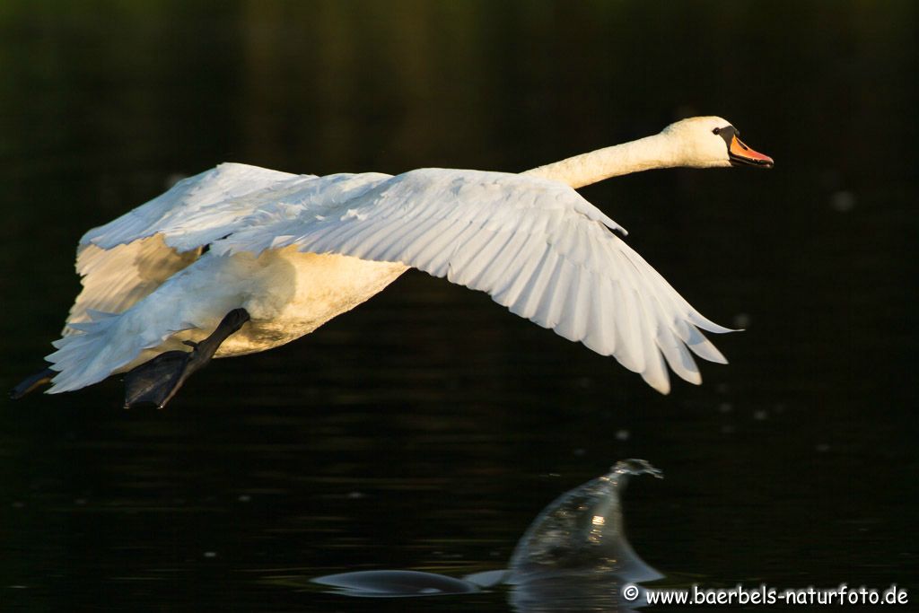 Abfliegender Höckerschwan