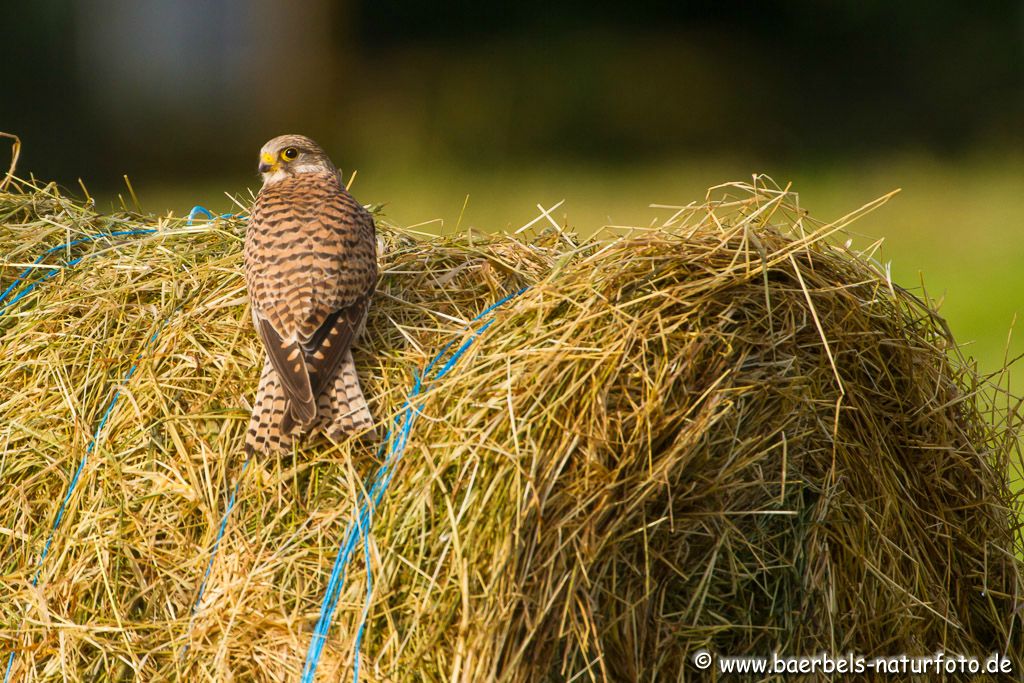 Turmfalke sonnt sich