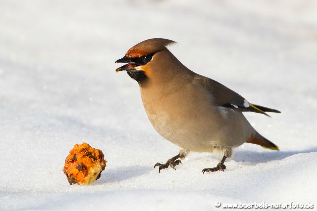 Es war ein großes Glück diese wunderschönen Vögel so aus der Nähe zu beobachten