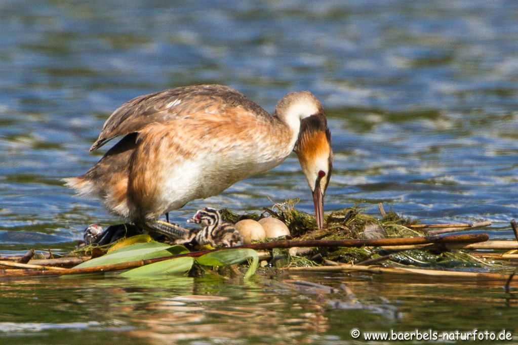 Ein Junges ist ins Wasser auf der linken Seite gerutscht