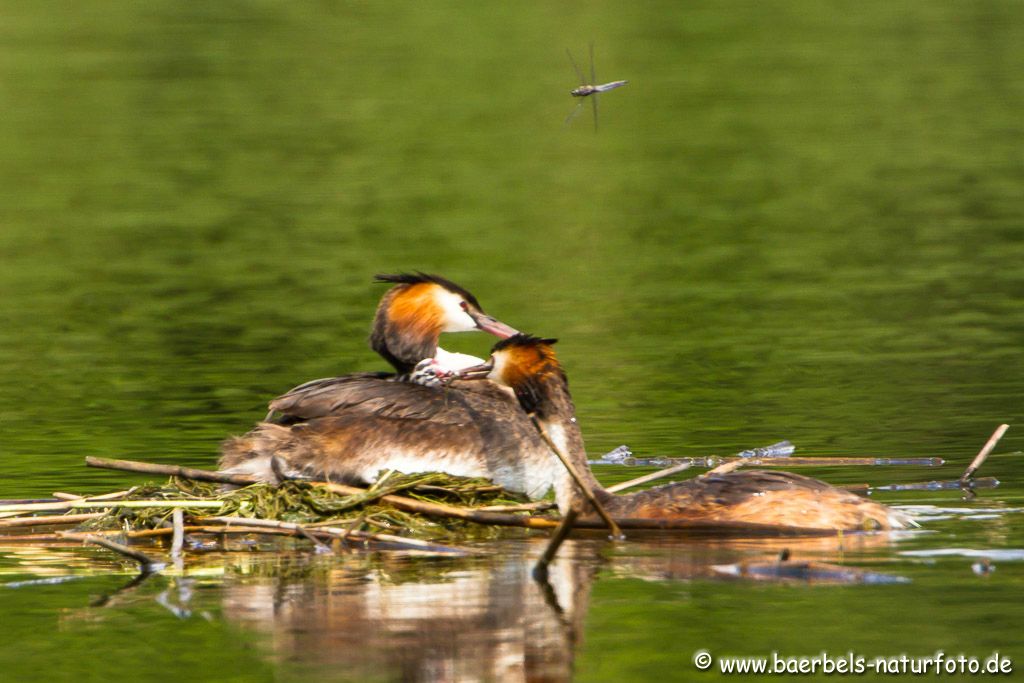 Fütterung mit Überflug einer Libelle