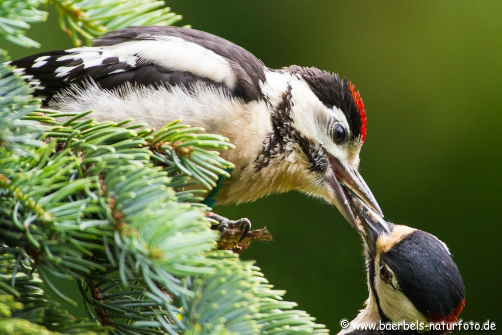 Er wird noch weiter vom Vater gefüttert