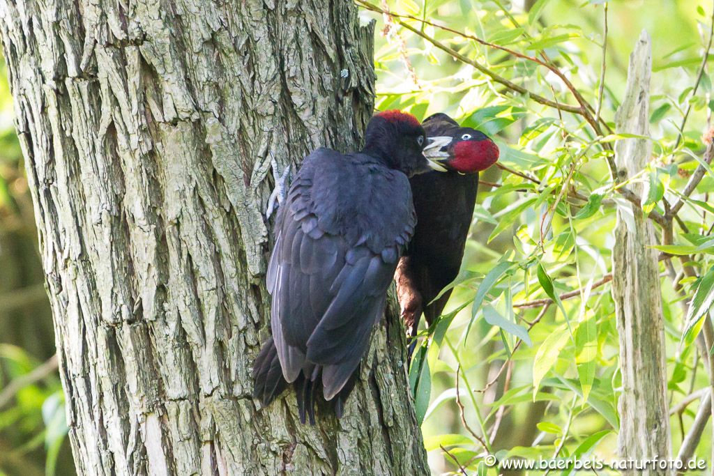 Fütterung im Wald