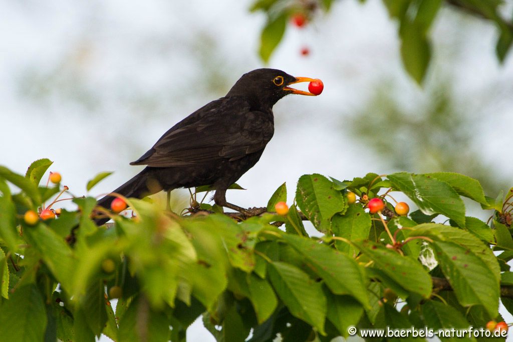 Männl. Amsel mit Kirsche