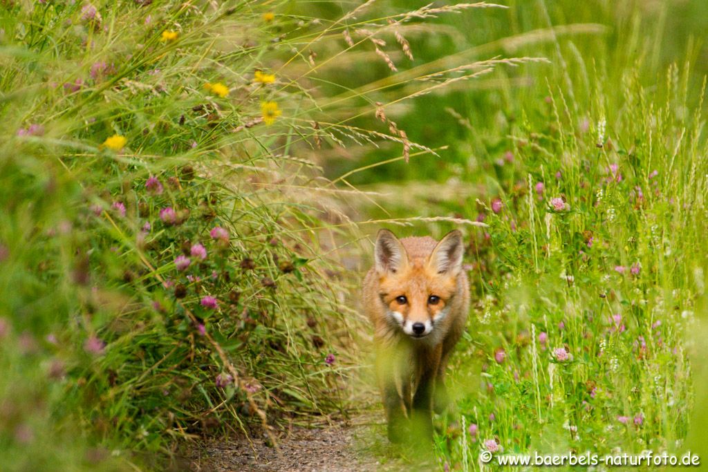 Neugieriger Blick